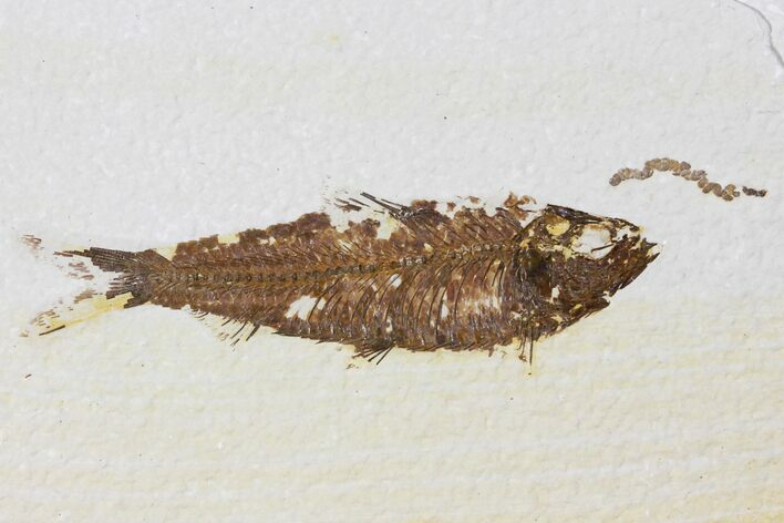 Fossil Fish (Knightia) With Coprolite - Green River Formation #133944